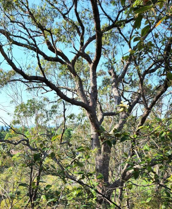 The Black Cockatoo - Secret Garden Treetops Home Katoomba Zewnętrze zdjęcie